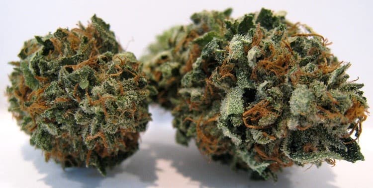 Master Kush cannabis strain, community photo 6