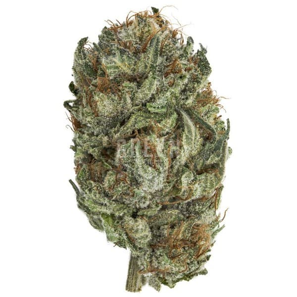 Master Kush cannabis strain, community photo 7
