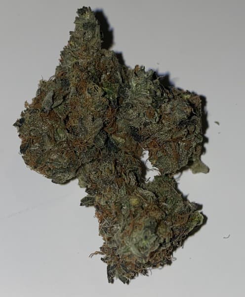 Master Kush cannabis strain, community photo 8