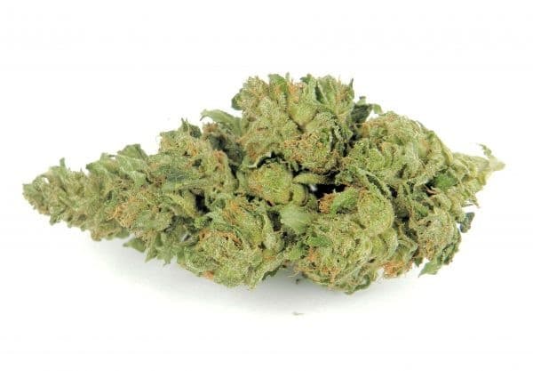 Master Kush cannabis strain, community photo 9