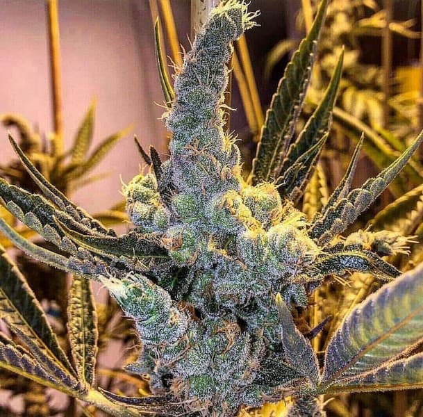 Meat Breath cannabis strain, community photo 5