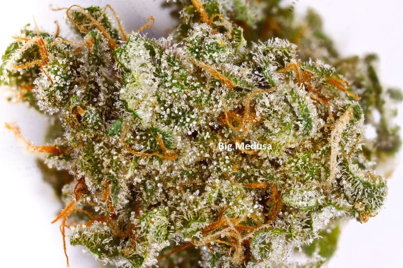 Medusa cannabis strain, community photo 1