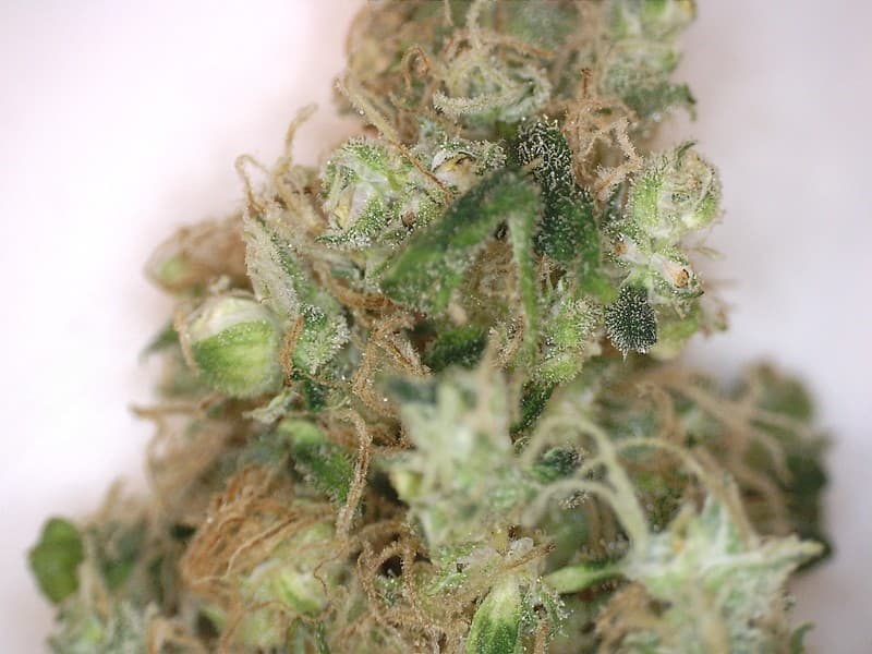 Medusa cannabis strain, community photo 2
