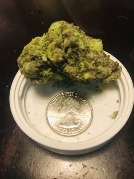Melonade cannabis strain, community photo 2