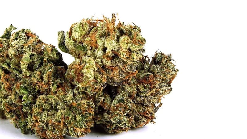 Melonade cannabis strain, community photo 5