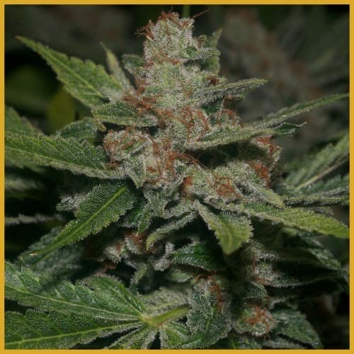 Memory Loss cannabis strain, community photo 4