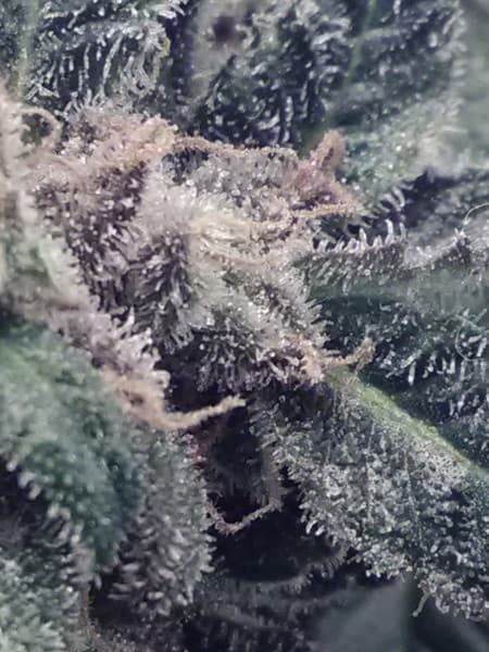 Milky Way cannabis strain, community photo 1