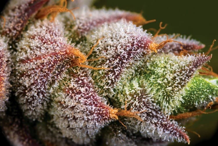 Mimosa cannabis strain, community photo 8
