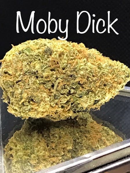 Moby Dick cannabis strain, community photo 2