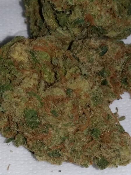 Moby Dick cannabis strain, community photo 5