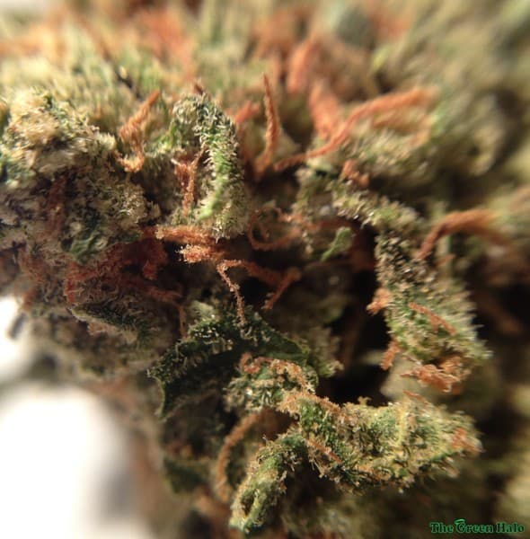 Moby Dick cannabis strain, community photo 6
