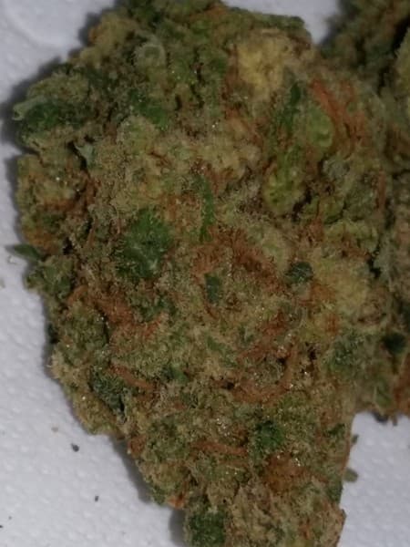 Moby Dick cannabis strain, community photo 7