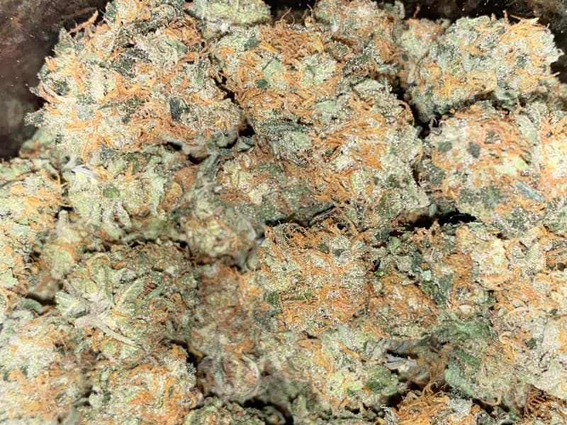 Money Maker cannabis strain, community photo 1