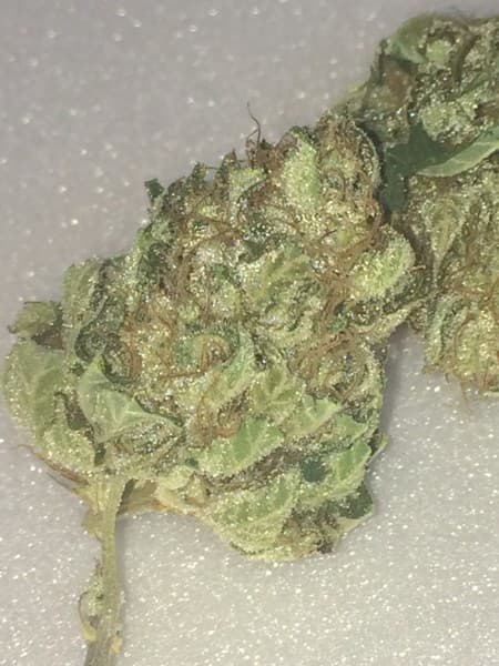 Money Maker cannabis strain, community photo 3