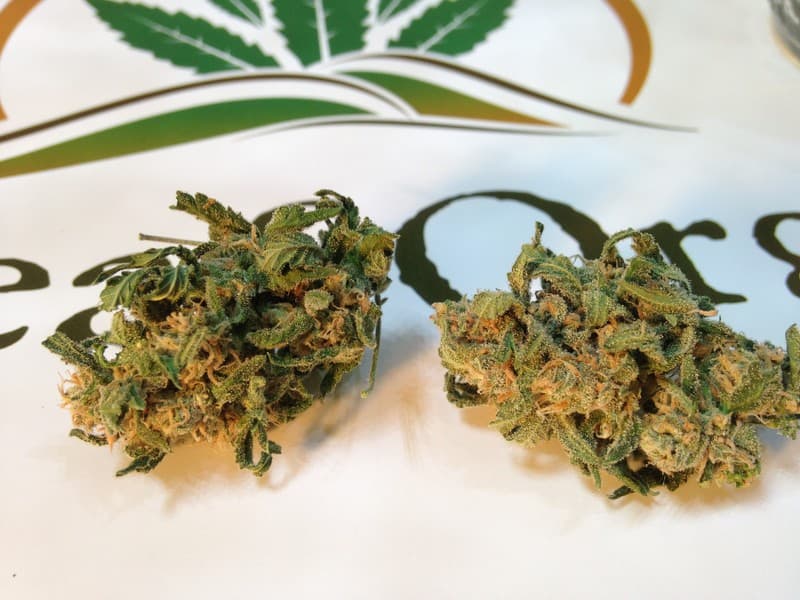 Money Maker cannabis strain, community photo 4