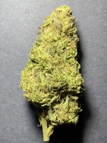 Moonbow cannabis strain, community photo 3
