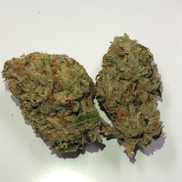 Motorbreath cannabis strain, community photo 2