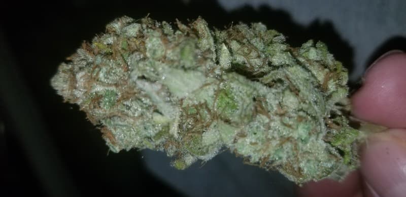 Motorbreath cannabis strain, community photo 3