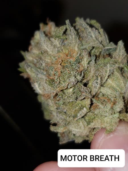 Motorbreath cannabis strain, community photo 4