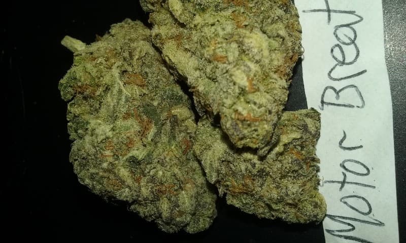 Motorbreath cannabis strain, community photo 5