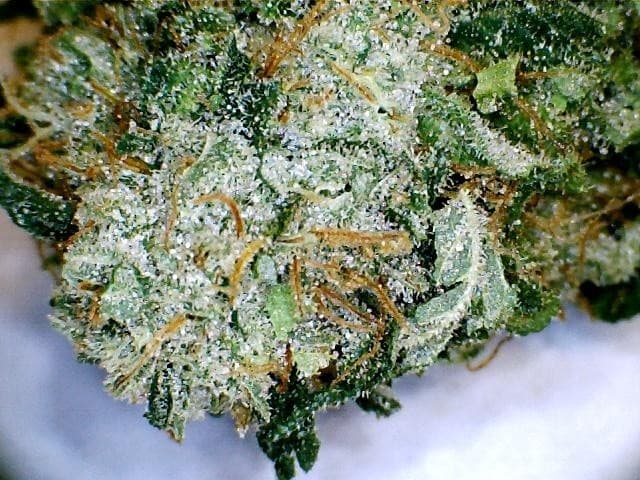 MTF cannabis strain, community photo 1
