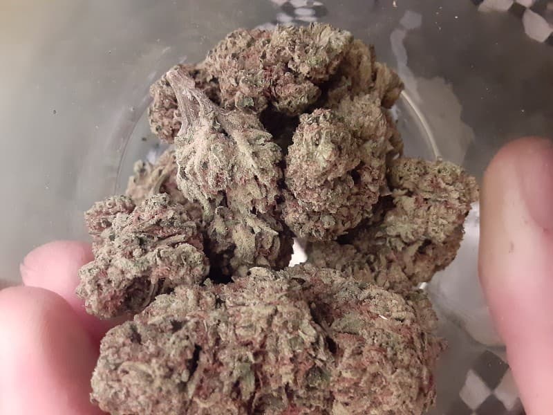 MTF cannabis strain, community photo 2