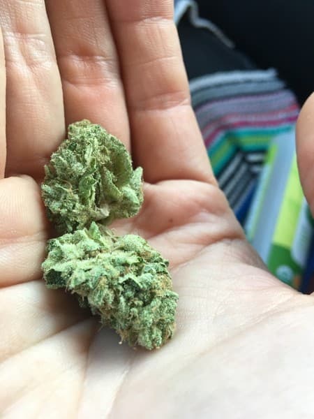 MTF cannabis strain, community photo 3