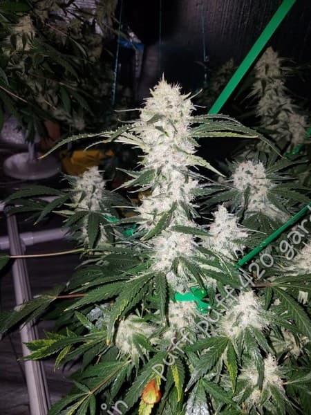 MTF cannabis strain, community photo 4