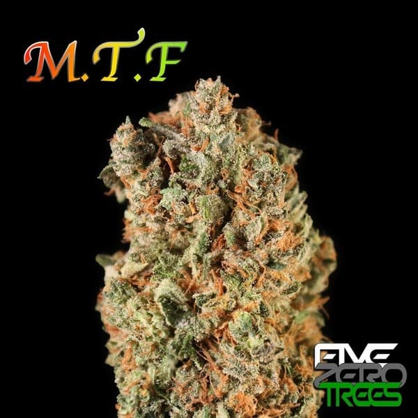 MTF cannabis strain, community photo 5