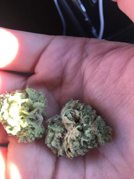 MTF cannabis strain, community photo 6