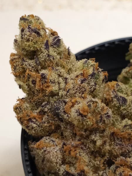 Mule Fuel cannabis strain, community photo 2