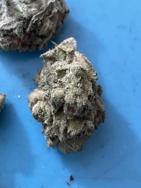 Mule Fuel cannabis strain, community photo 3