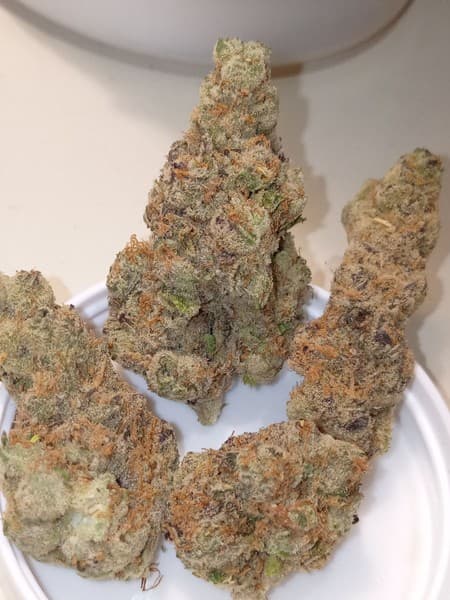 Mule Fuel cannabis strain, community photo 5
