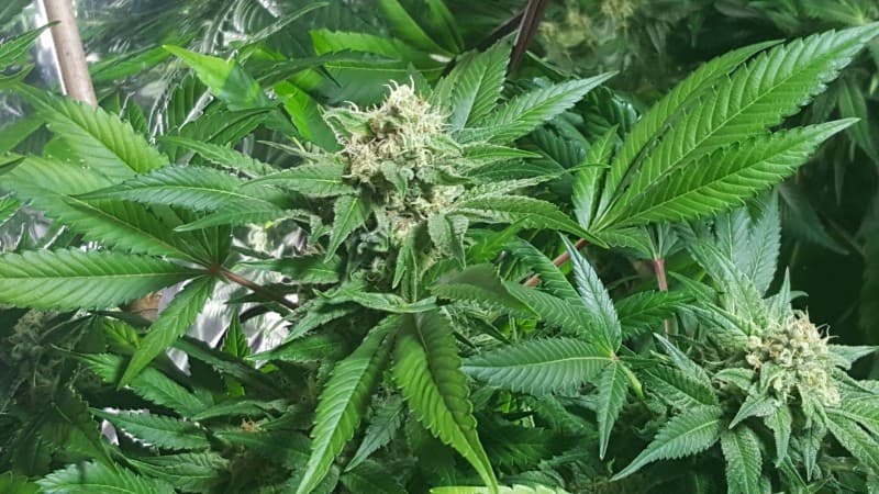Nebula cannabis strain, community photo 1