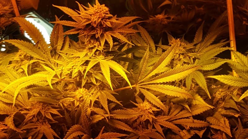 Nebula cannabis strain, community photo 2