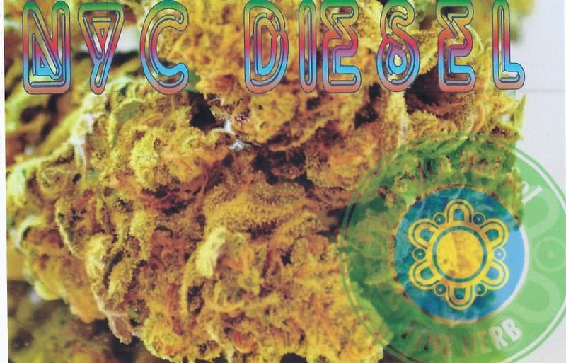 NYC Diesel cannabis strain, community photo 2