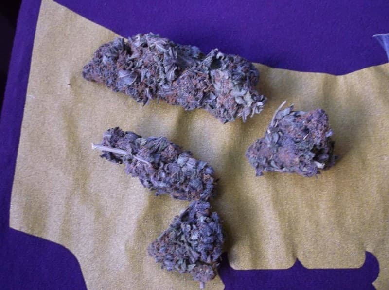 Obama Kush cannabis strain, community photo 3