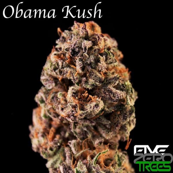 Obama Kush cannabis strain, community photo 4