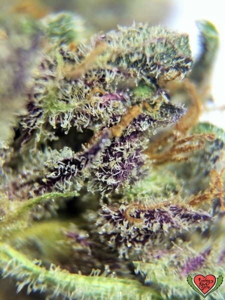 Obama Kush cannabis strain, community photo 5