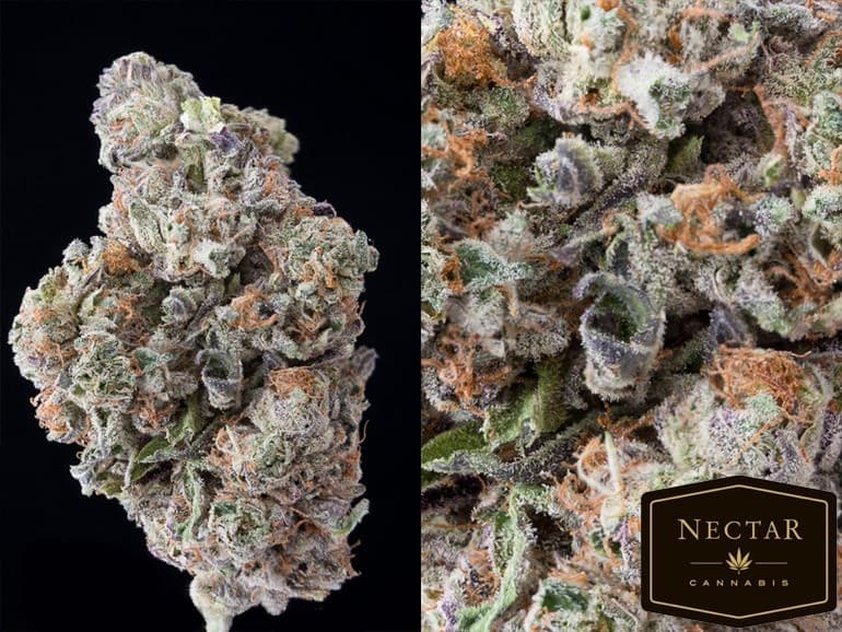 Obama Kush cannabis strain, community photo 6