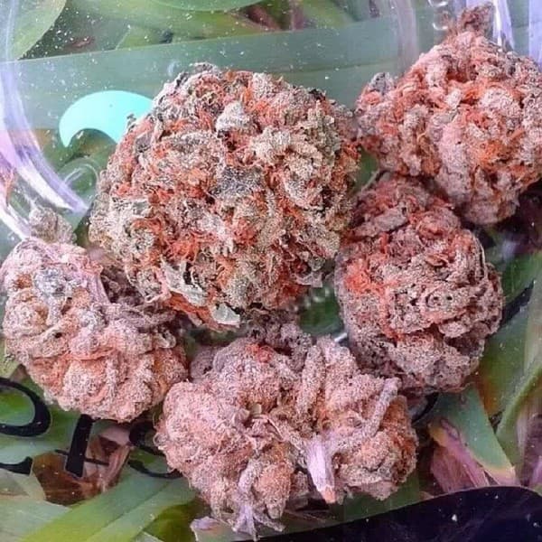 Obama Kush cannabis strain, community photo 7