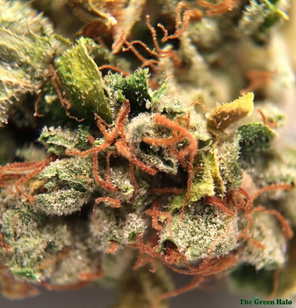 OG #18 cannabis strain, community photo 4
