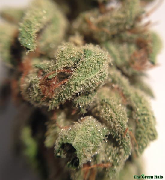 OG #18 cannabis strain, community photo 5