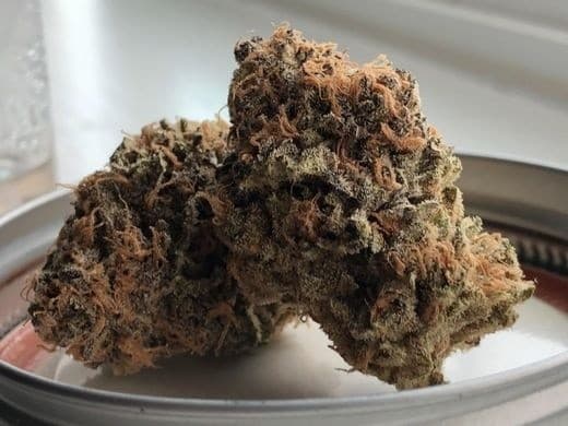 OG Kush cannabis strain, community photo 3