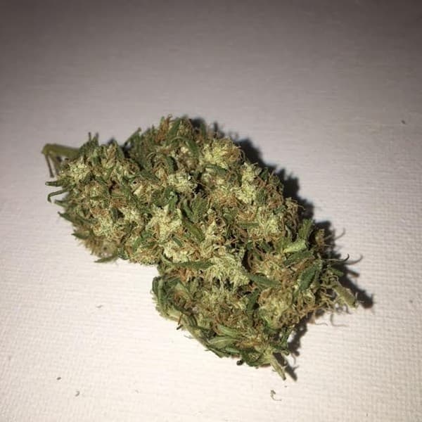 OG Kush cannabis strain, community photo 7