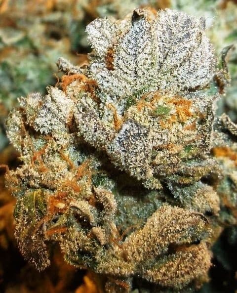 OGKB cannabis strain, community photo 5