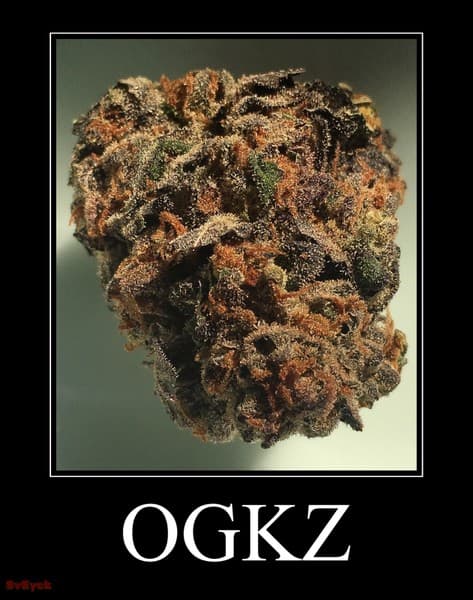 OGKZ cannabis strain, community photo 1