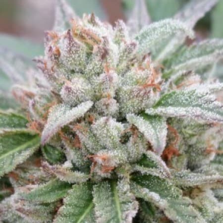 Orange 43 cannabis strain, community photo 4