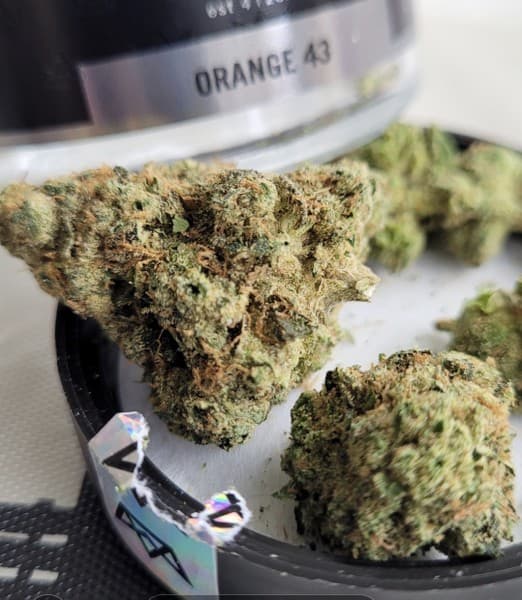 Orange 43 cannabis strain, community photo 5