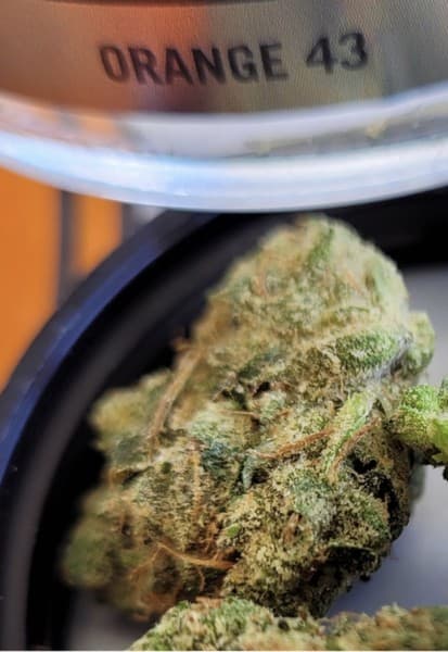Orange 43 cannabis strain, community photo 6